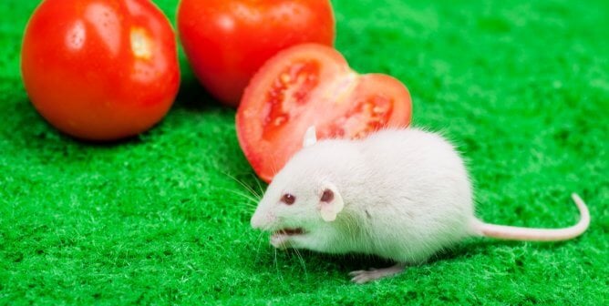 White mouse with red tomatoes