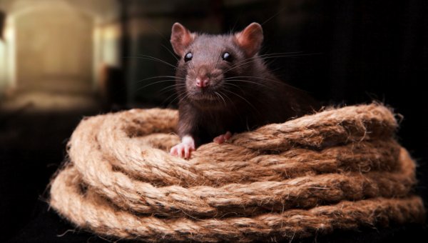 Black rat with coil of rope