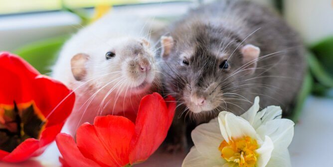 Two cute rats with flowers
