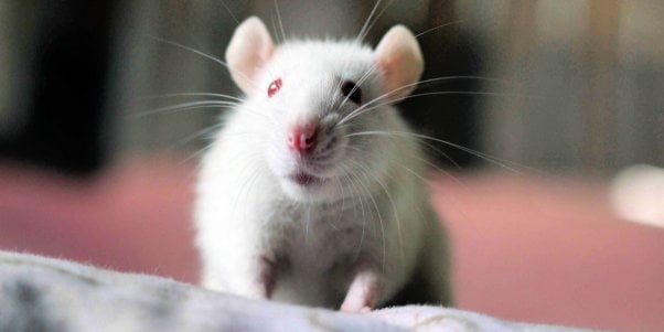 Cute white rat