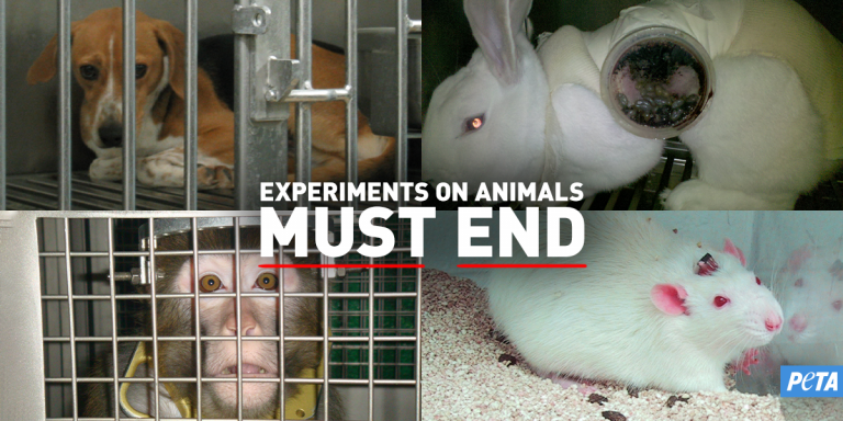 What Is Vivisection And Is Vivisection Legal PETA   Experiments On Animals Must End Collage 768x384 