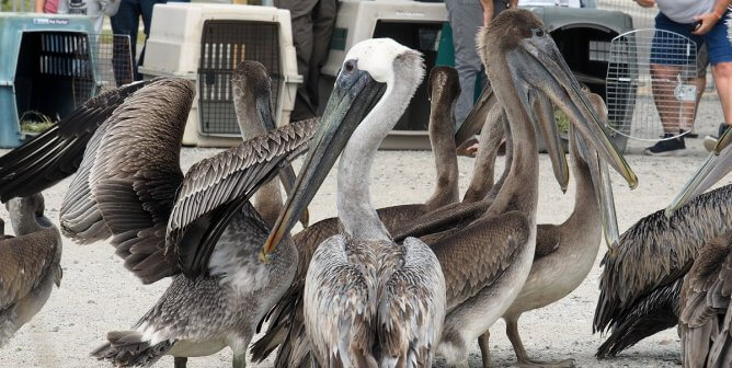 pelicans rescued by peta in hurricane dorian, peta rescues, birds saved