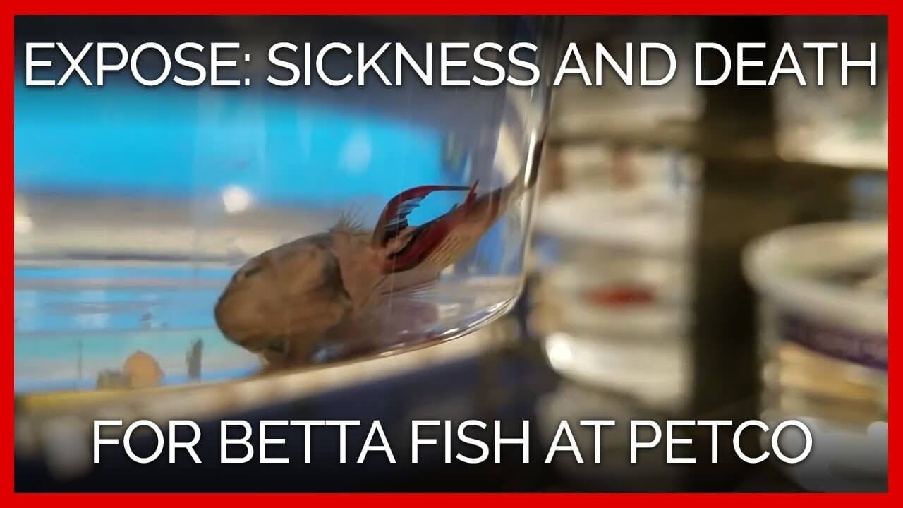 PETA Wins Again Walmart Ends Live Fish Sales PETA