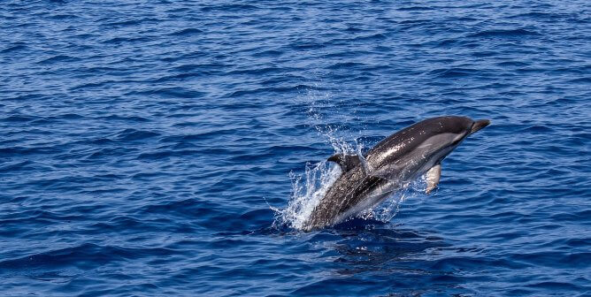 dolphin, free, nature, ocean, sea, wild, happy, featured
