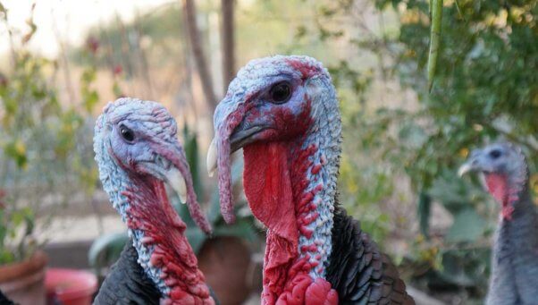 colorful turkeys outdoors