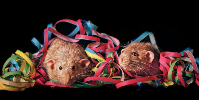 Cute brown rats with colorful streamers