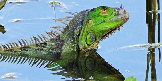 Green iguana partially submerged in body of water