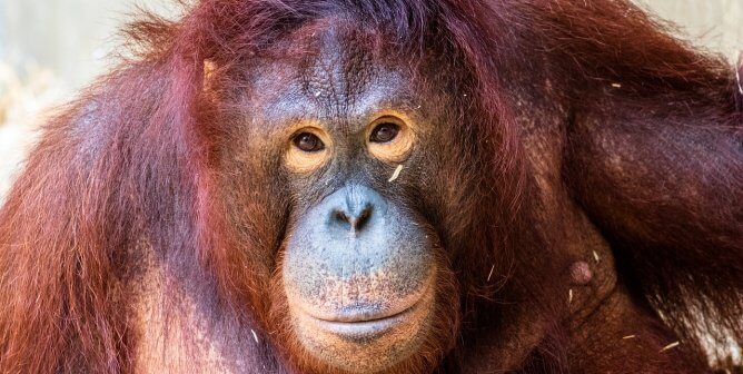 close up of orangutan