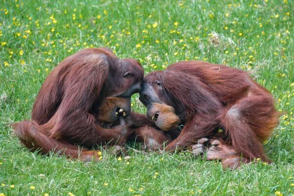 two orangutan companions laughing and cuddling