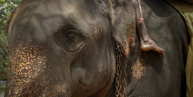 elephant rides, elephant deaths