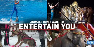 Animals In Entertainment: Circuses, SeaWorld, And Beyond | PETA