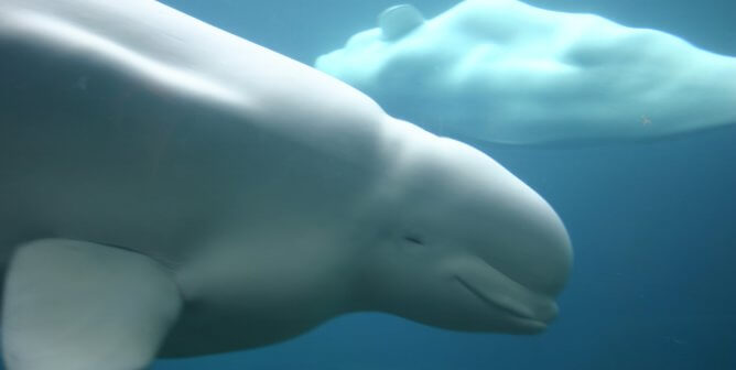 Beluga Whale in the ocean