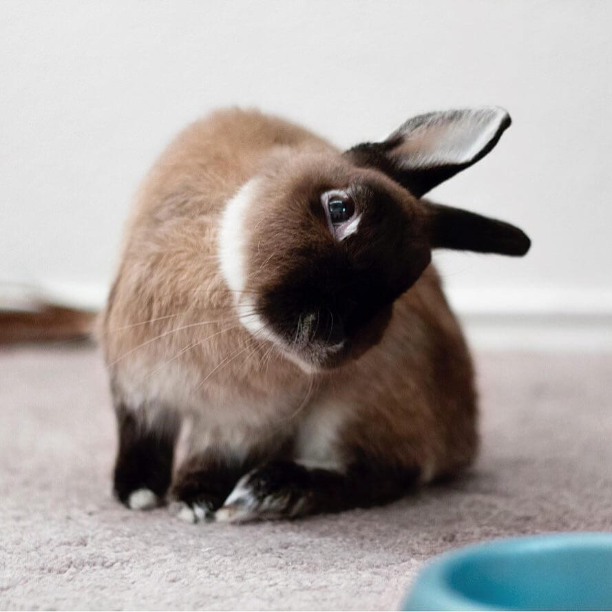 How to Tell if Your Bunny is Happy: A Guide to Rabbit Behavior