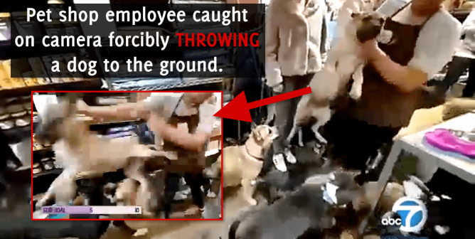 Pet Shop Employee Caught on Camera Throwing Dog to the Ground (Video)