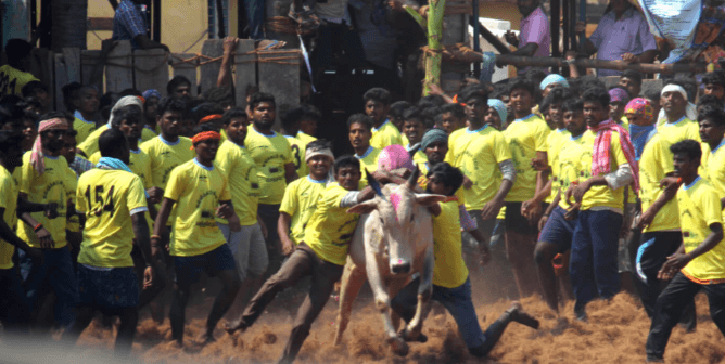 Violent Crowds Chase Bull in Cruel Jallikattu Event