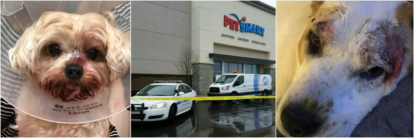 Dog Reportedly Left at PetSmart Groomer Later Found Dead