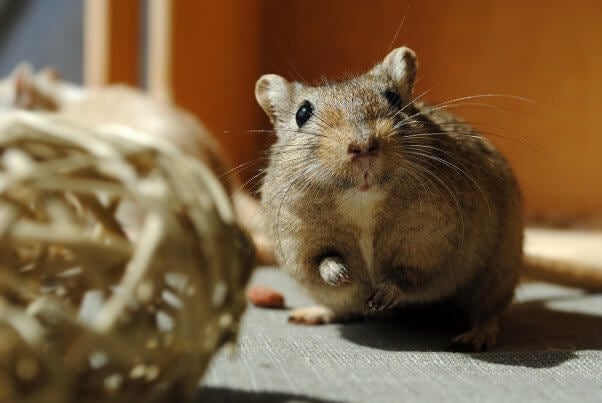 Gerbil Playing with Straw Ball