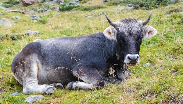 Ox Lying in Field