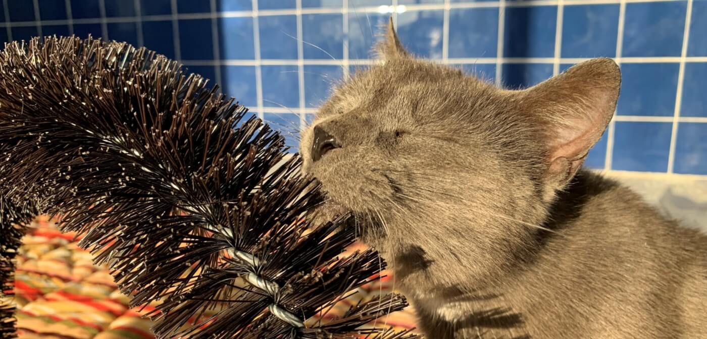 Rescued cat gray Egypt getting a chin scratch at PETA headquarters