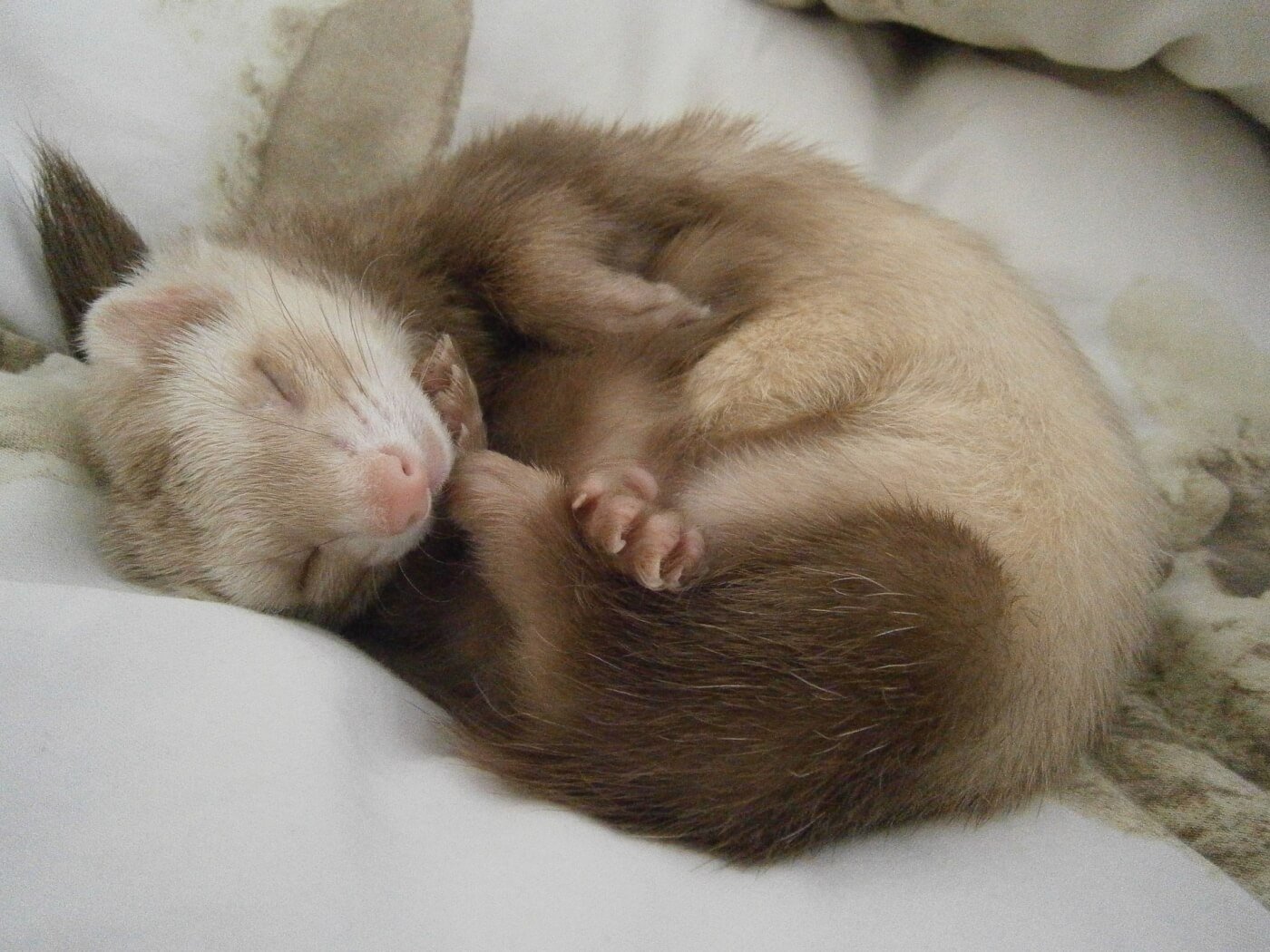 ferrets as pets