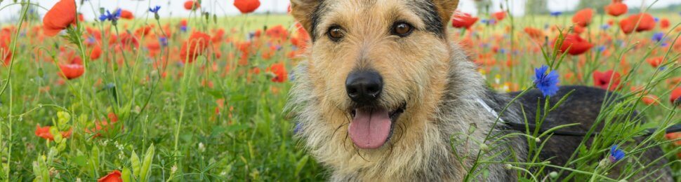 Cute shaggy dog surrounded by red and purple flowers