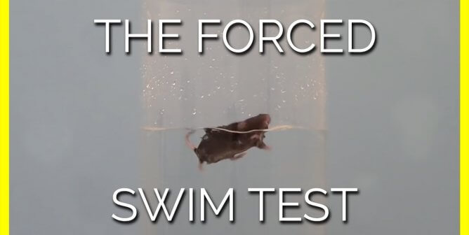 a mouse struggles to keep afloat during the cruel and pointless forced swim test
