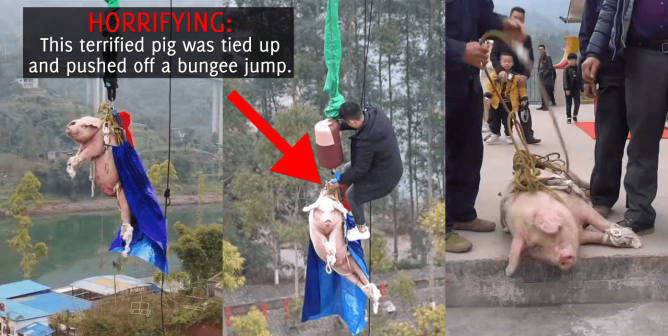pig bungee jump stunt theme park