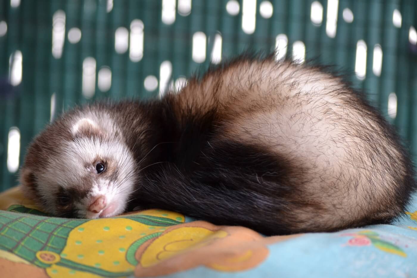 why ferrets are not starter pets