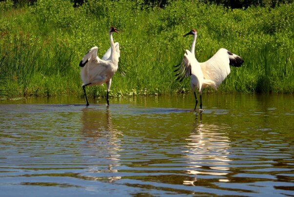 Two Whooping Cranes Dancing for Each Other