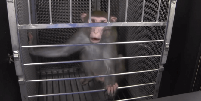 Monkey in Government Lab Frightened with Snakes and Spiders