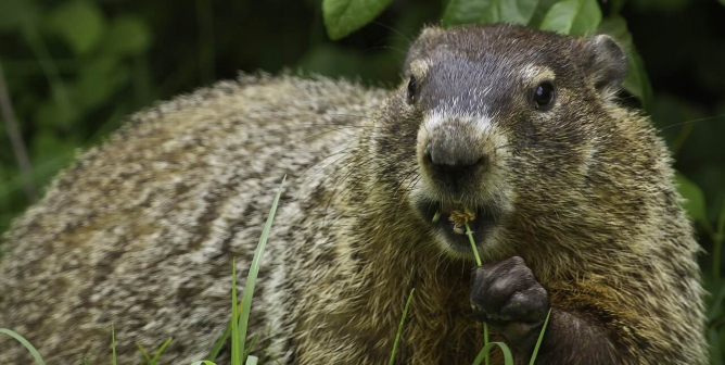 Groundhog in Grass Munching on Flower