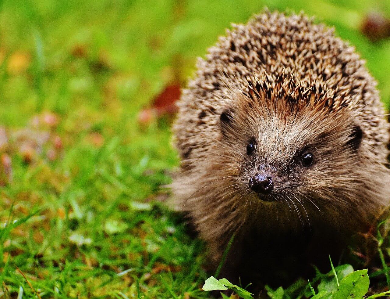 types of hedgehogs for pets