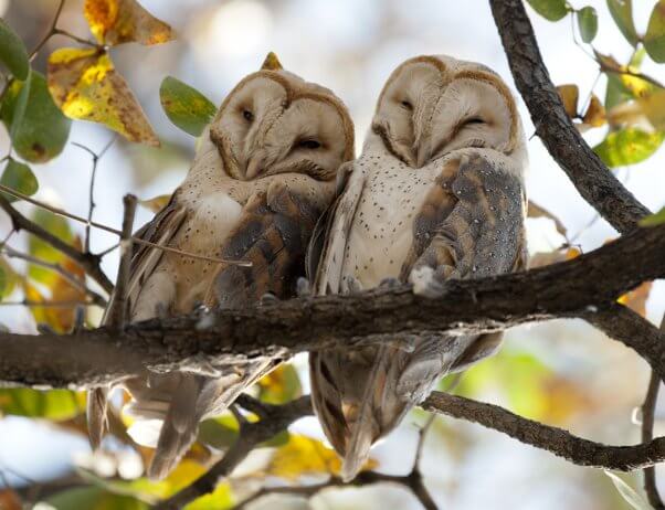 Barn Owls and other animals who mate for life
