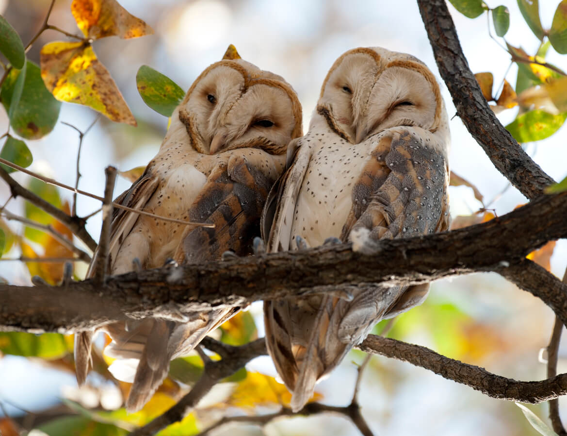 Klan lede efter En smule 10 Reasons to Love Barn Owls (Not Experiment on Them) | PETA