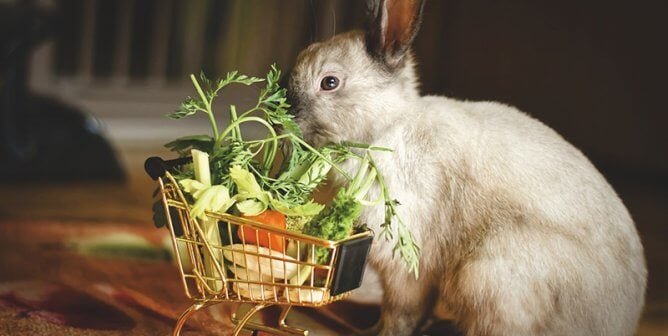 siamese colored rabbit sniffs produce in a tiny, rabbit-sized shipping cart