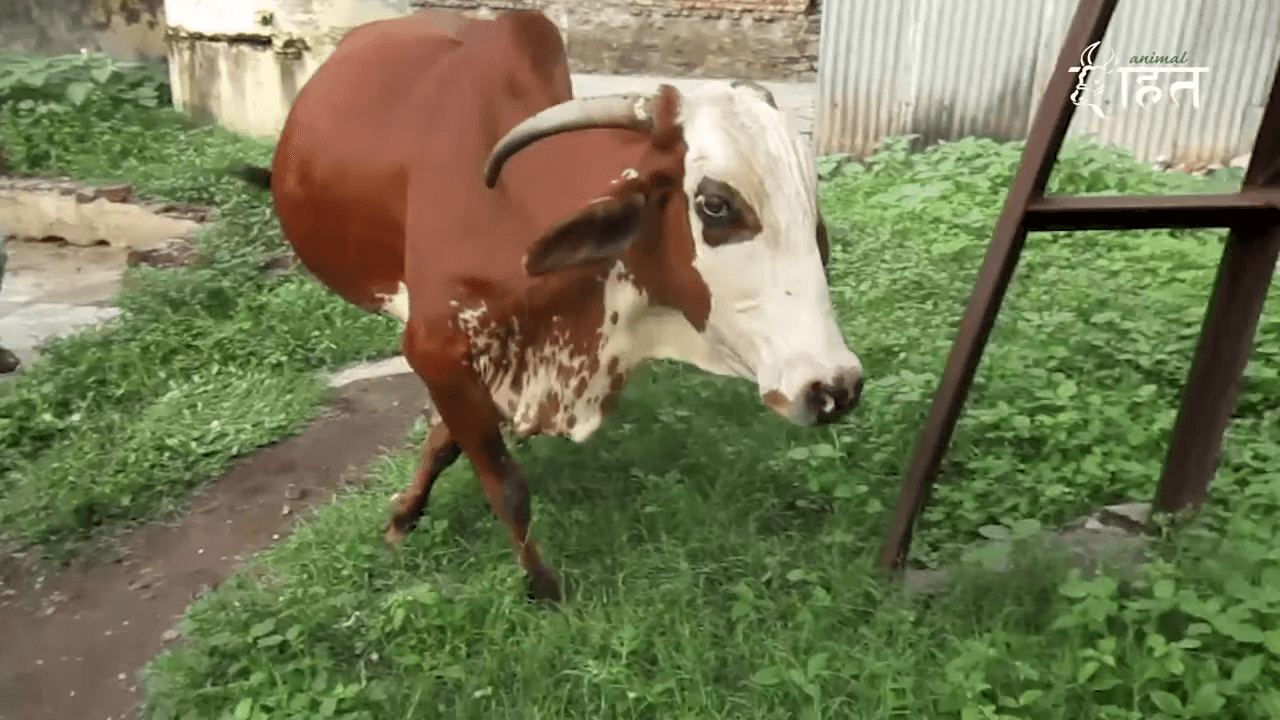 Watch Animal Rahat Help a Scared Mother Cow Limping in Pain | PETA