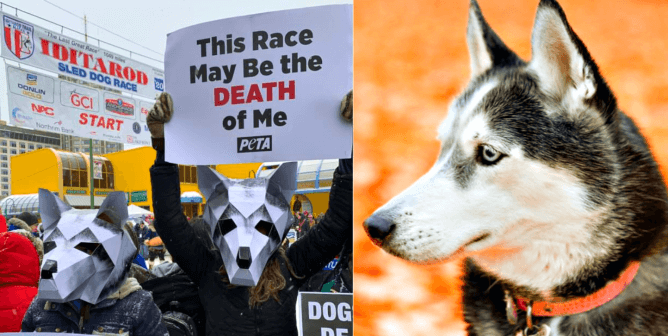 Right: protests at the Iditarod, Left: a husky
