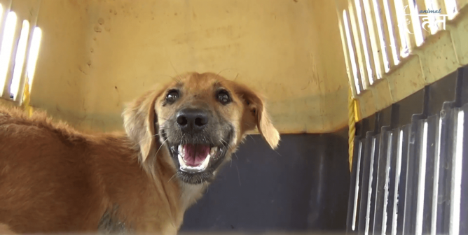 Animal Rahat rescue dog