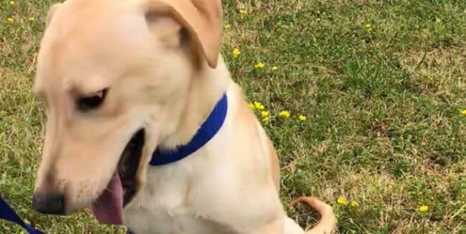 dog named Cannoli imprisoned at TAMU muscular dystrophy dog lab