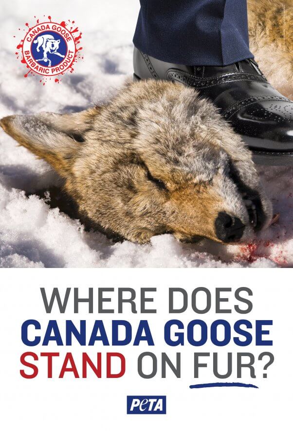 Anti Canada Goose Ad by PETA