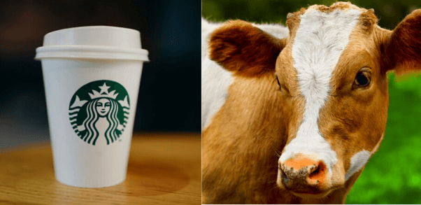 Starbucks cup on left side, cow in field on right side