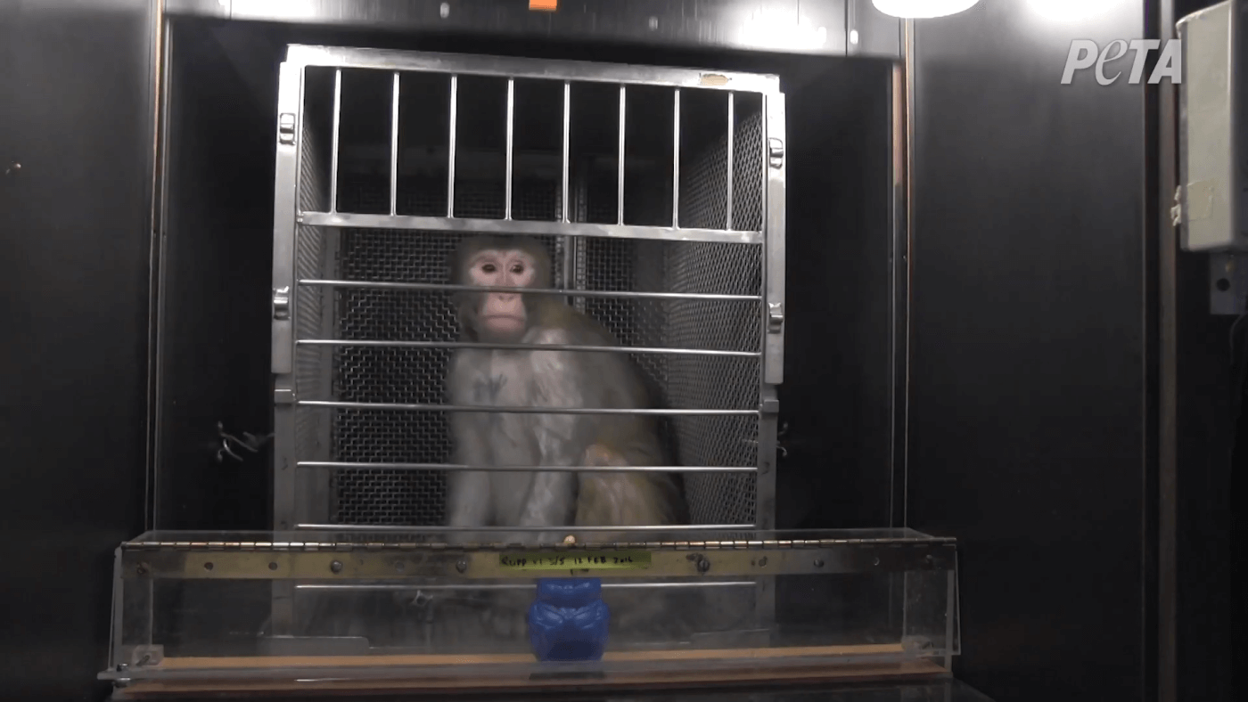 coronavirus covid-19 monkey outbreak possible at seattle area primate research center