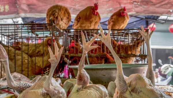Live chickens hover in cages above the bodies of skinned, dead chickens