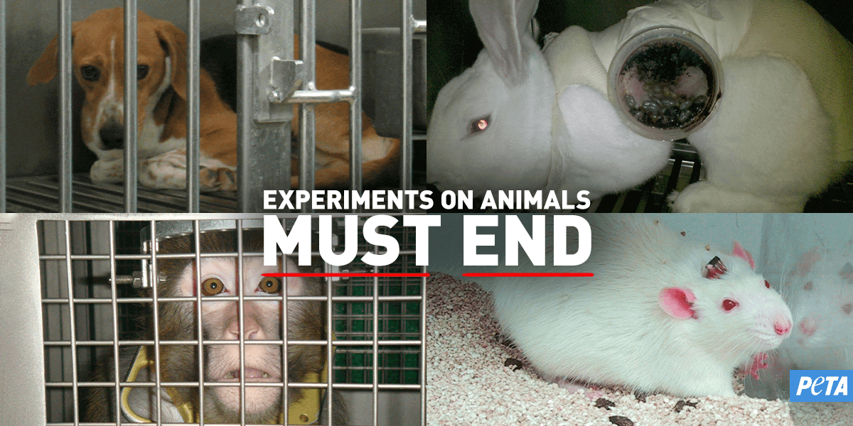 11 Animal Testing Statistics That Will Blow Your Mind PETA