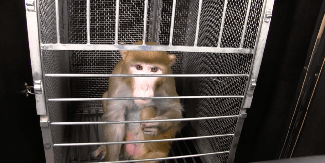 frances collins and joshua gordon receive letter from monkeys used in NIH experiments - mackeson