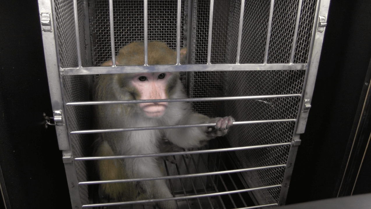 animal abuse in experiments