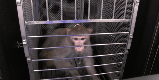 nimh director joshua gordon receive letter from monkeys used in NIH experiments