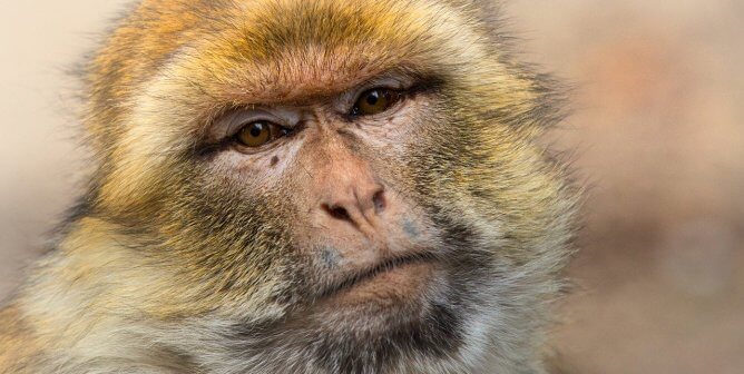 A monkey's face. He or she looks sad.