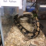 PETA Asia Exposes Gruesome, Shocking Abuse in Global Snakeskin Trade -  Living - PETA India