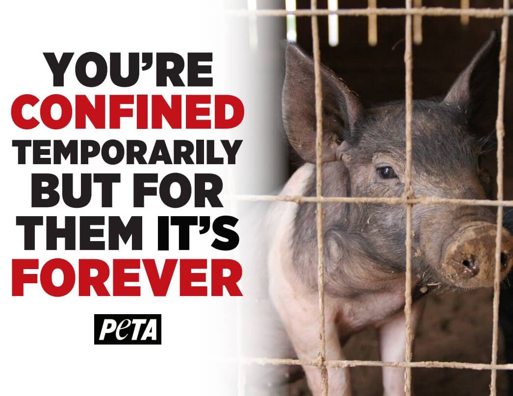 print-your-own-animal-rights-posters-at-home-peta